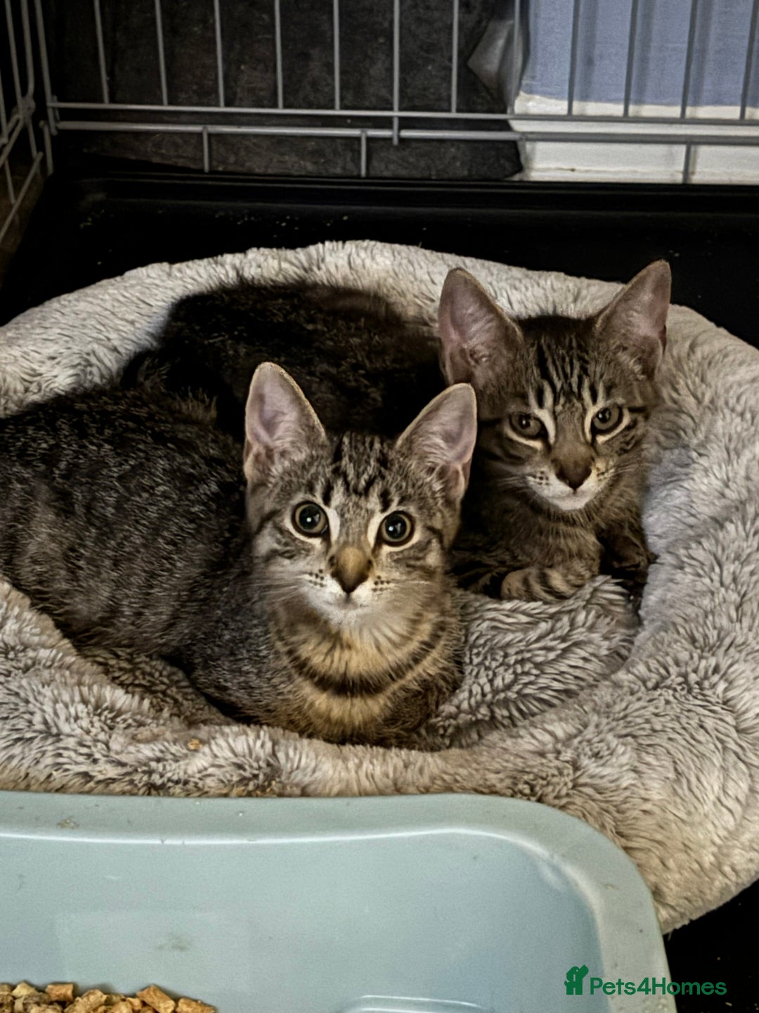 Domestic Shorthair cats for adoption: Adopt from Cats in Crisis East London  - Image 1