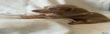 Dachshund 3