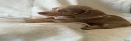 Dachshund dogs for sale: Miniature dachshund    - Advert 5