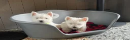 West Highland Terrier dogs for sale: Beautiful Westie’s for sale  - Advert 2