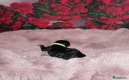 Cavapoo dogs for sale: Exceptional Cavapoo babies  - Image 10