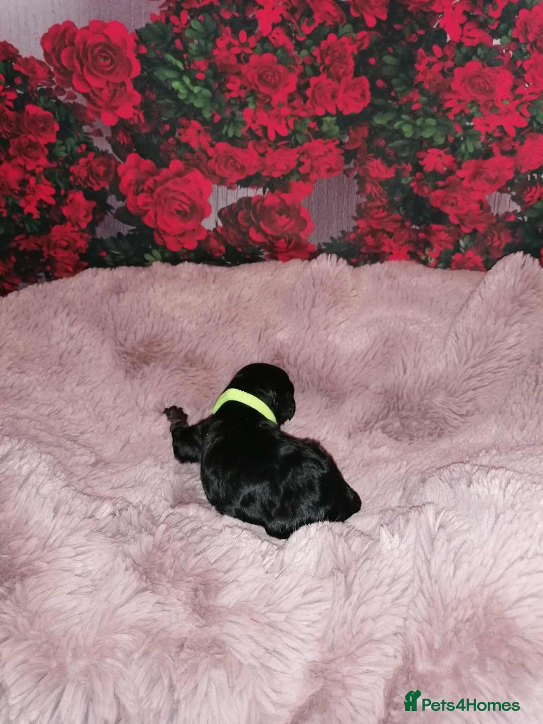 Cavapoo dogs for sale: Exceptional Cavapoo babies  - Image 10