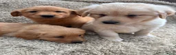 Golden Retriever dogs for sale: Dark Golden Retriever Puppies in Bradford - Advert 6