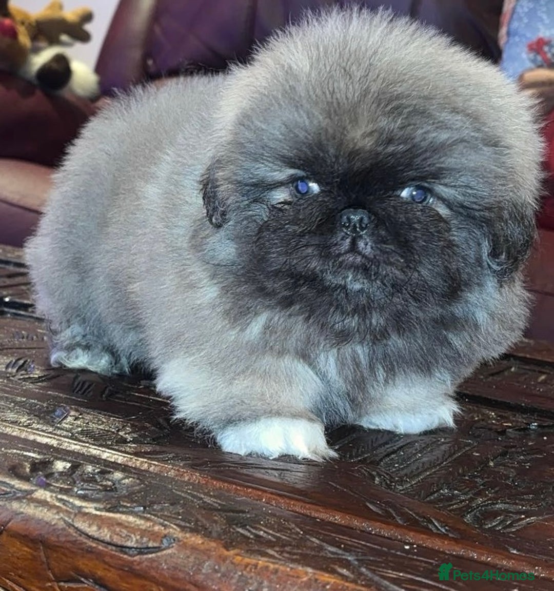 Pekingese dogs for sale: High quality Pekingese puppies  - Advert 7