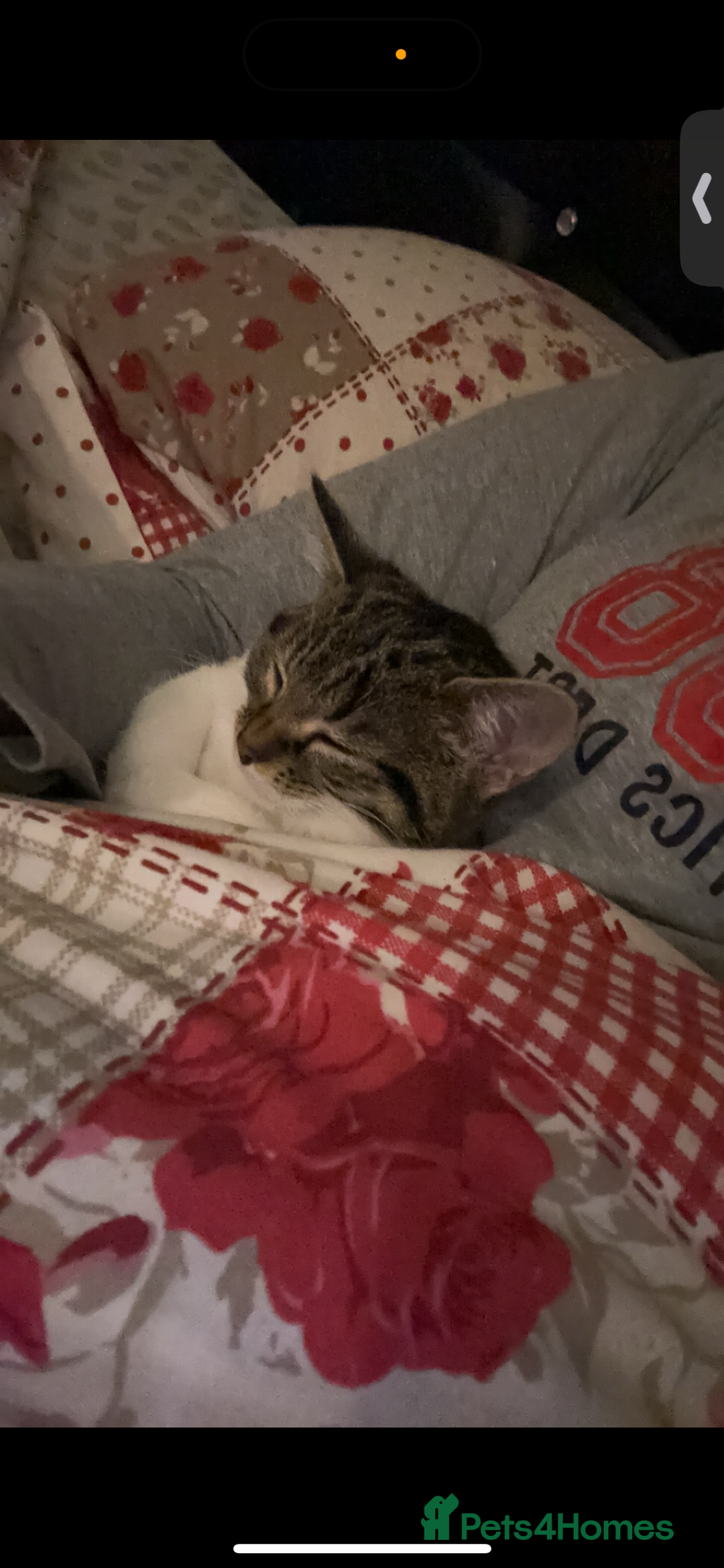 Domestic Shorthair cats for sale: Sweet 2Year-Old Female Cat Looking for a Loving Ho - Image 1