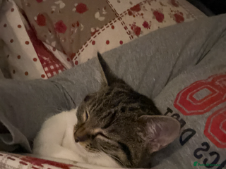 Domestic Shorthair cats Sweet 2Year-Old Female Cat Looking for a Loving Ho - Advert 11