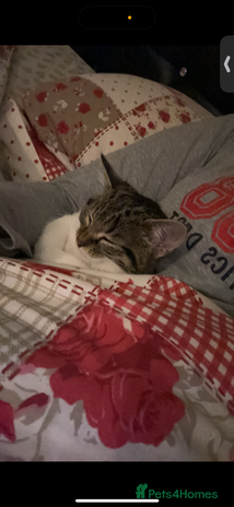 Domestic Shorthair cats - Advert 1