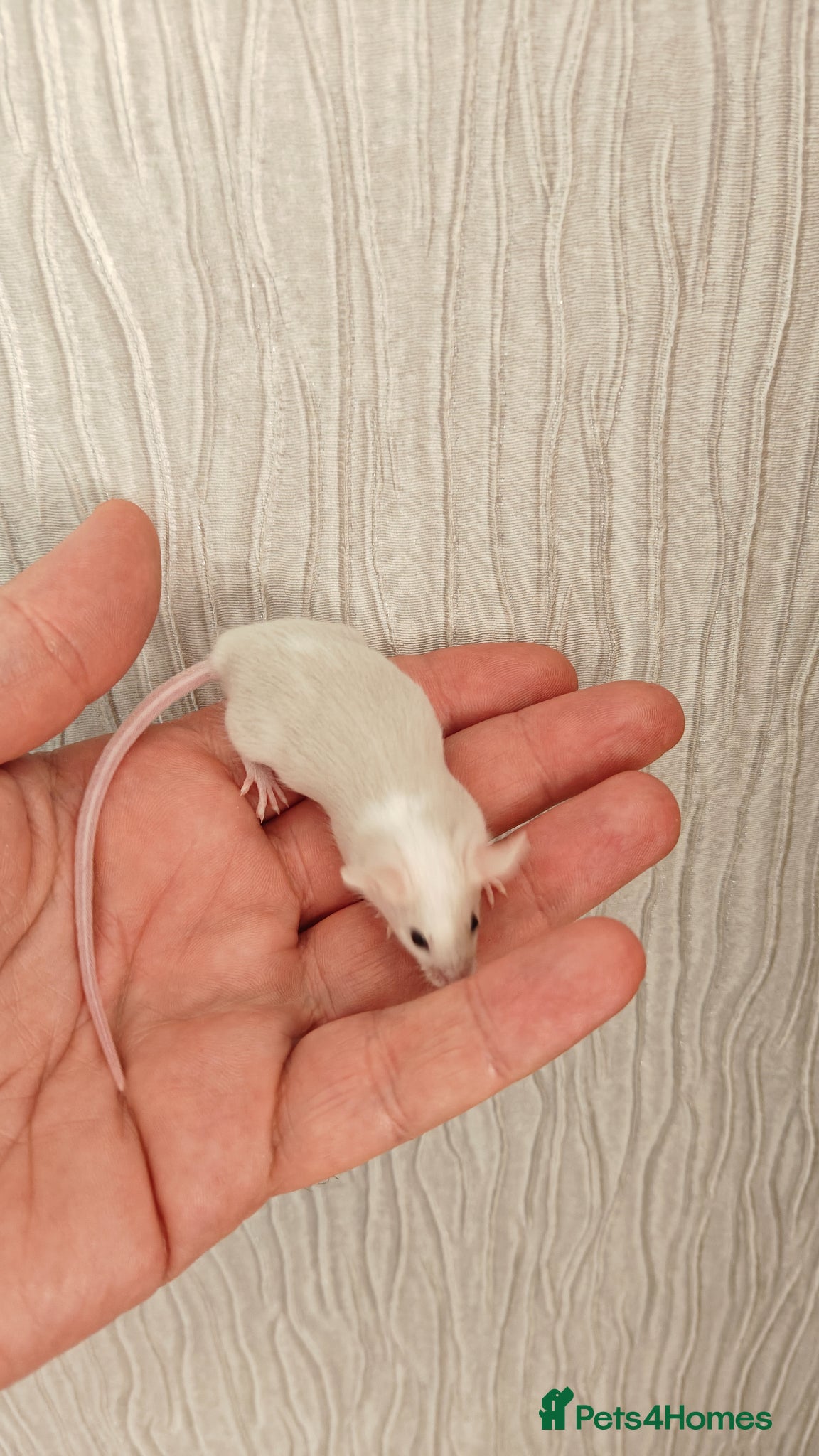 Mouse rodents Male mouse - Advert 13