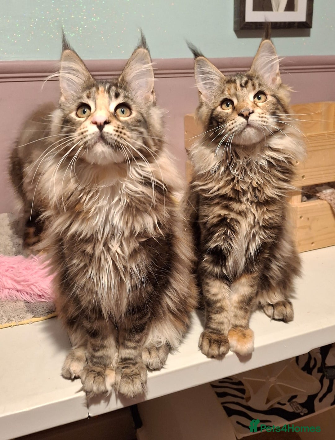 Maine Coon cats for sale: Beautiful torbie Maine Coon girls - Advert 16