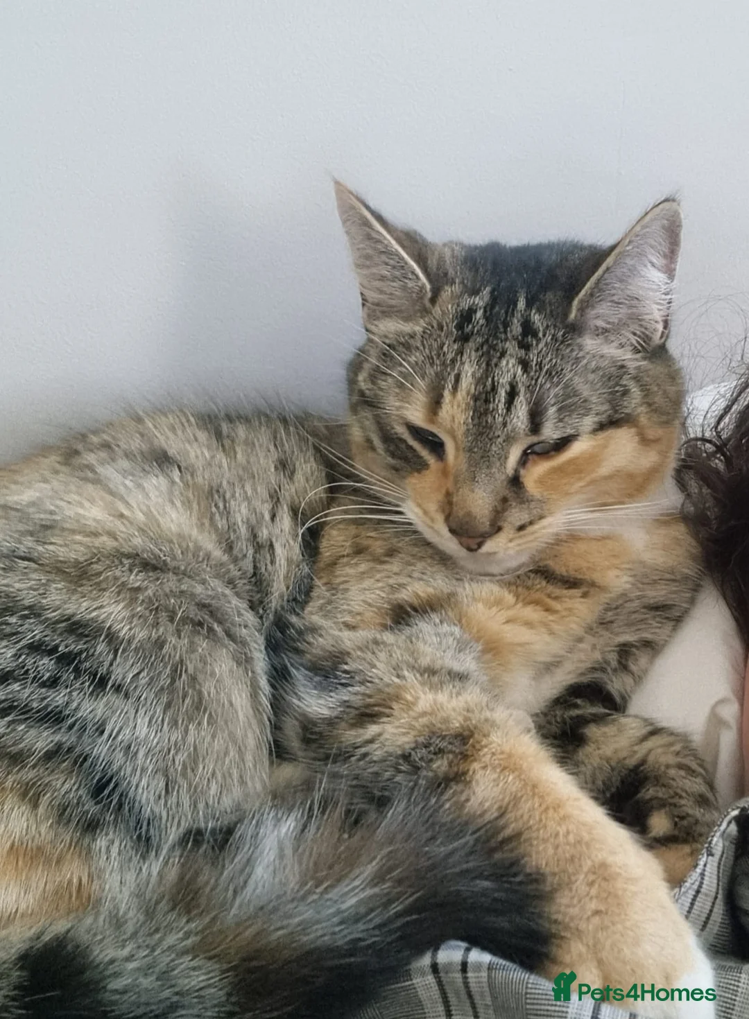 Mixed Breed cats for sale: Two gorgeous adult cats looking for a loving home - Advert 2