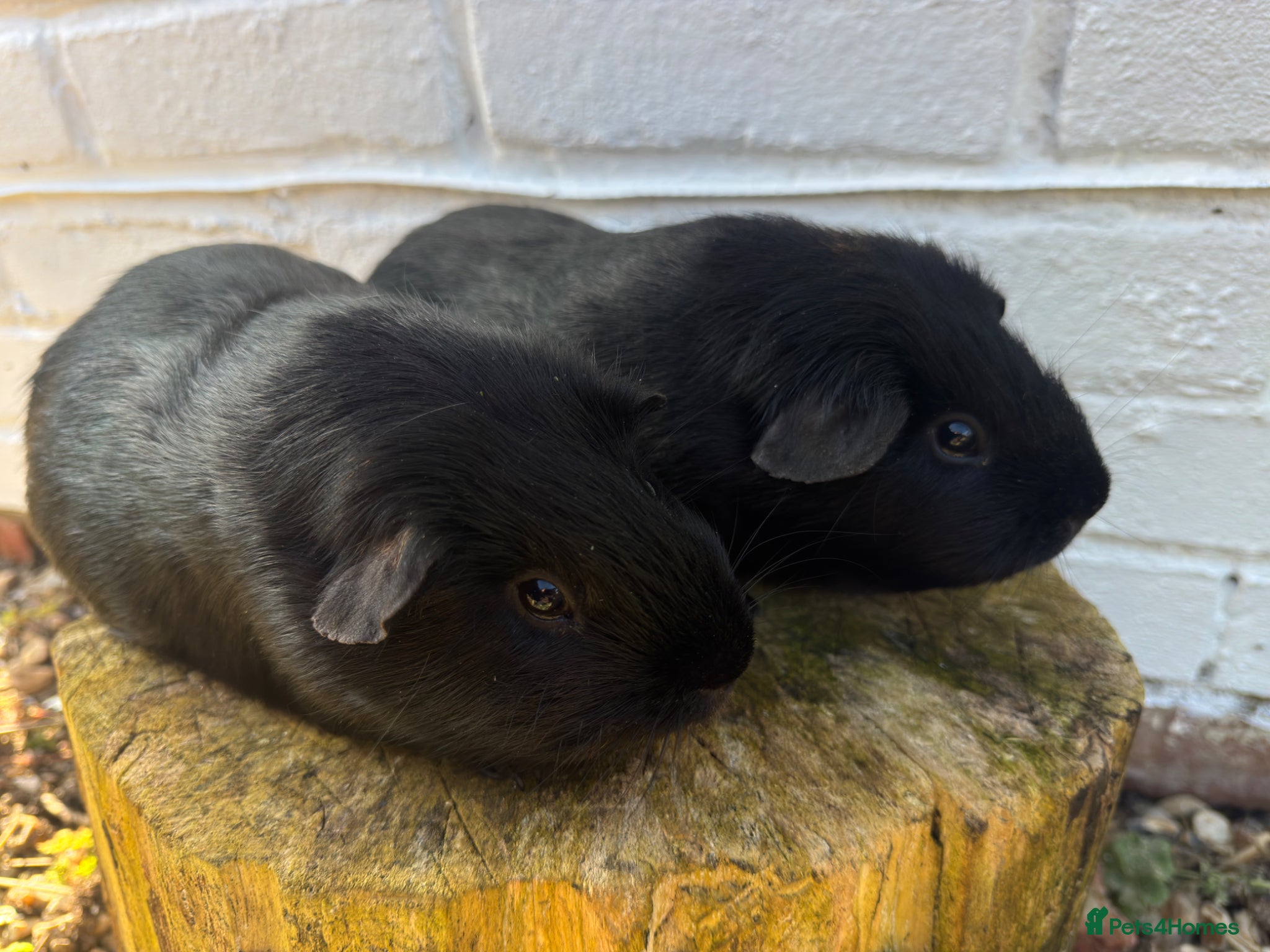 Guinea Pig rodents Pair of super sweet & friendly boars! - Advert 1