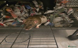 Rat rodents for sale: 2 dumbo rats  - Image 4