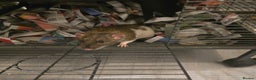 Rat rodents for sale: 2 dumbo rats  - Advert 4