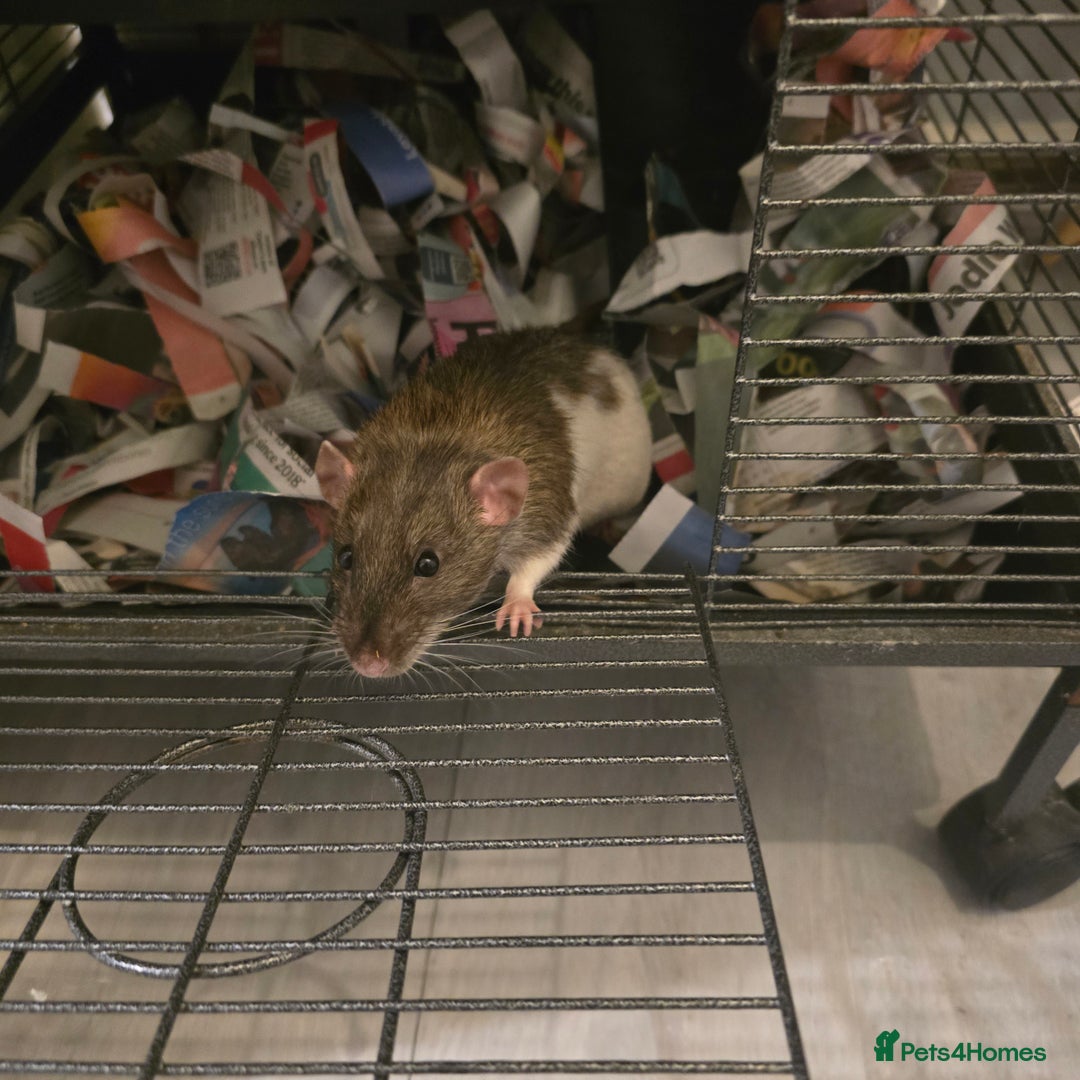 Rat rodents for sale: 2 dumbo rats  - Image 4