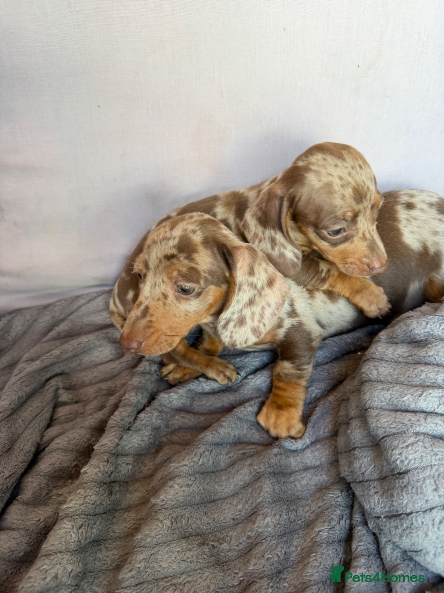 Miniature Dachshund dogs Miniature dachshund puppies for sale - Advert 7
