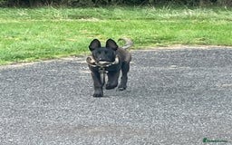 Belgian Shepherd Dog dogs for sale: Arabella - Image 7