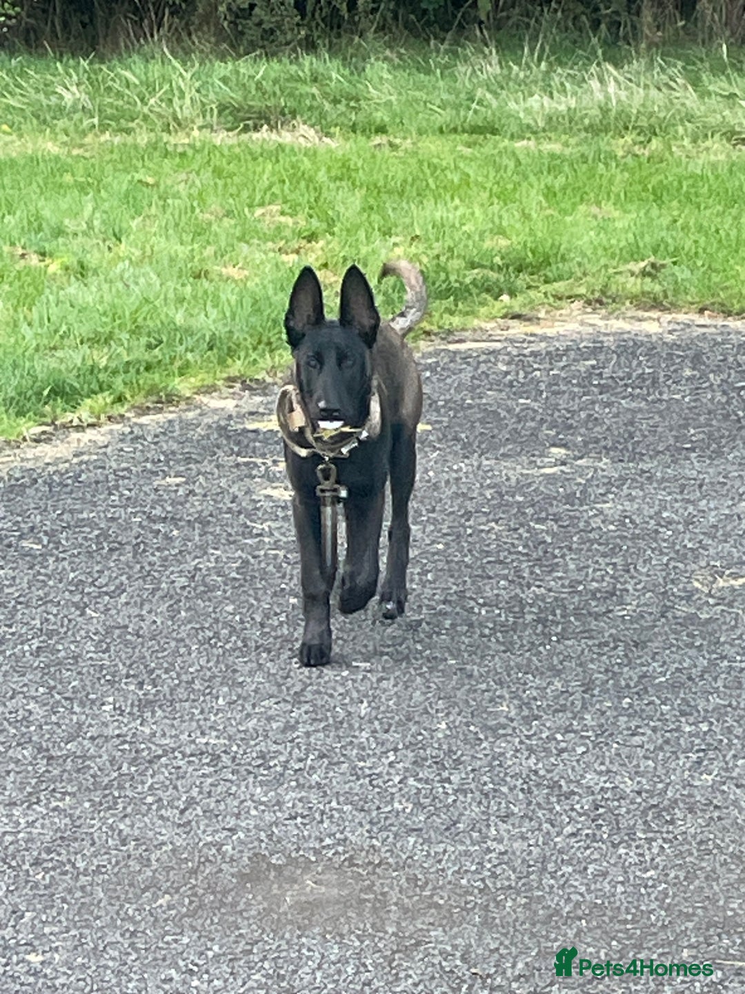 Belgian Shepherd Dog dogs for sale: Arabella - Image 7