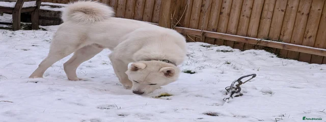 Snow