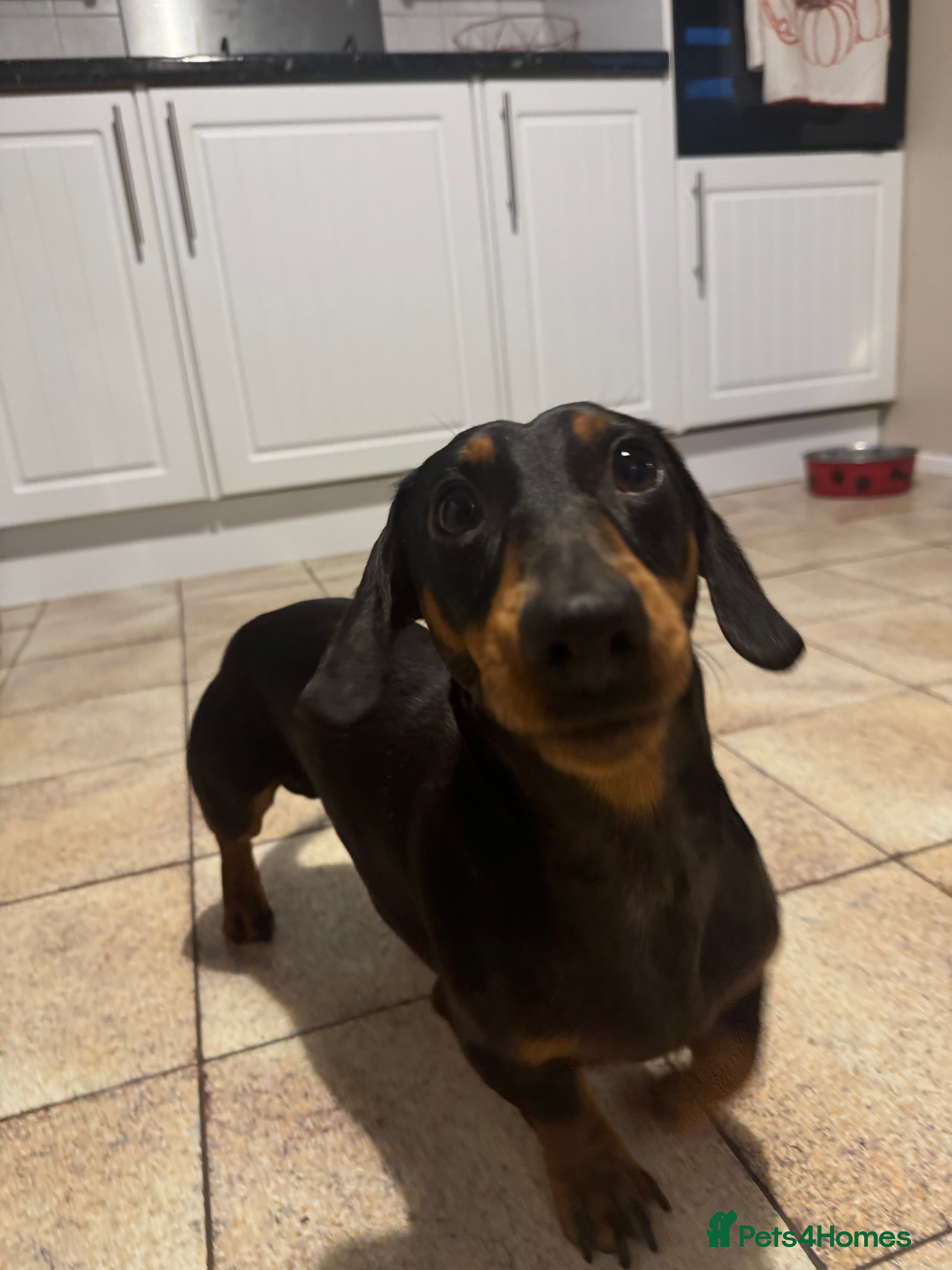 Dachshund dogs Beautiful boy stud - Advert 8