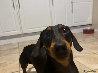 Dachshund dogs Beautiful boy stud - Advert 8