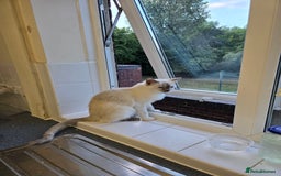 Ragdoll cats for sale: Mom and kittens  - Image 4