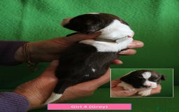 English Springer Spaniel dogs for sale: Health Tested English Springer Spaniel Puppies - Image 11