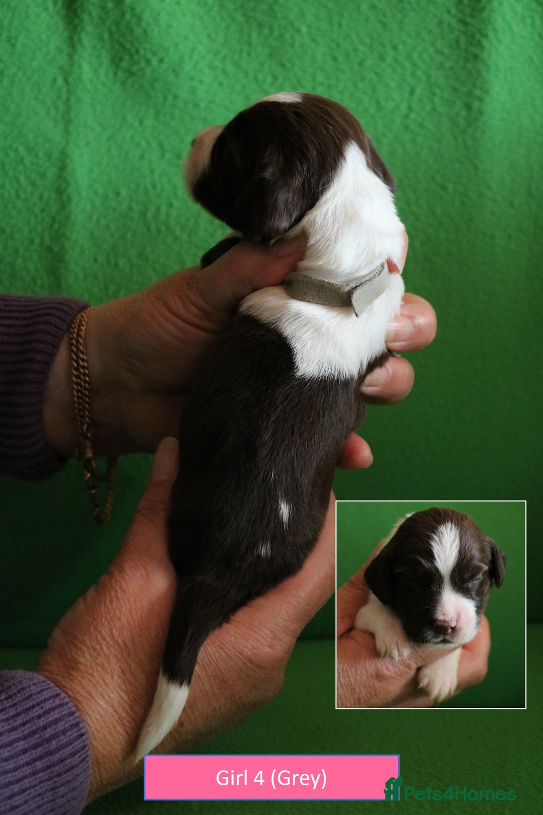 English Springer Spaniel dogs for sale: Health Tested English Springer Spaniel Puppies - Image 11