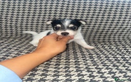 Jack Russell dogs for sale: Jack Russell girl puppy - Image 9