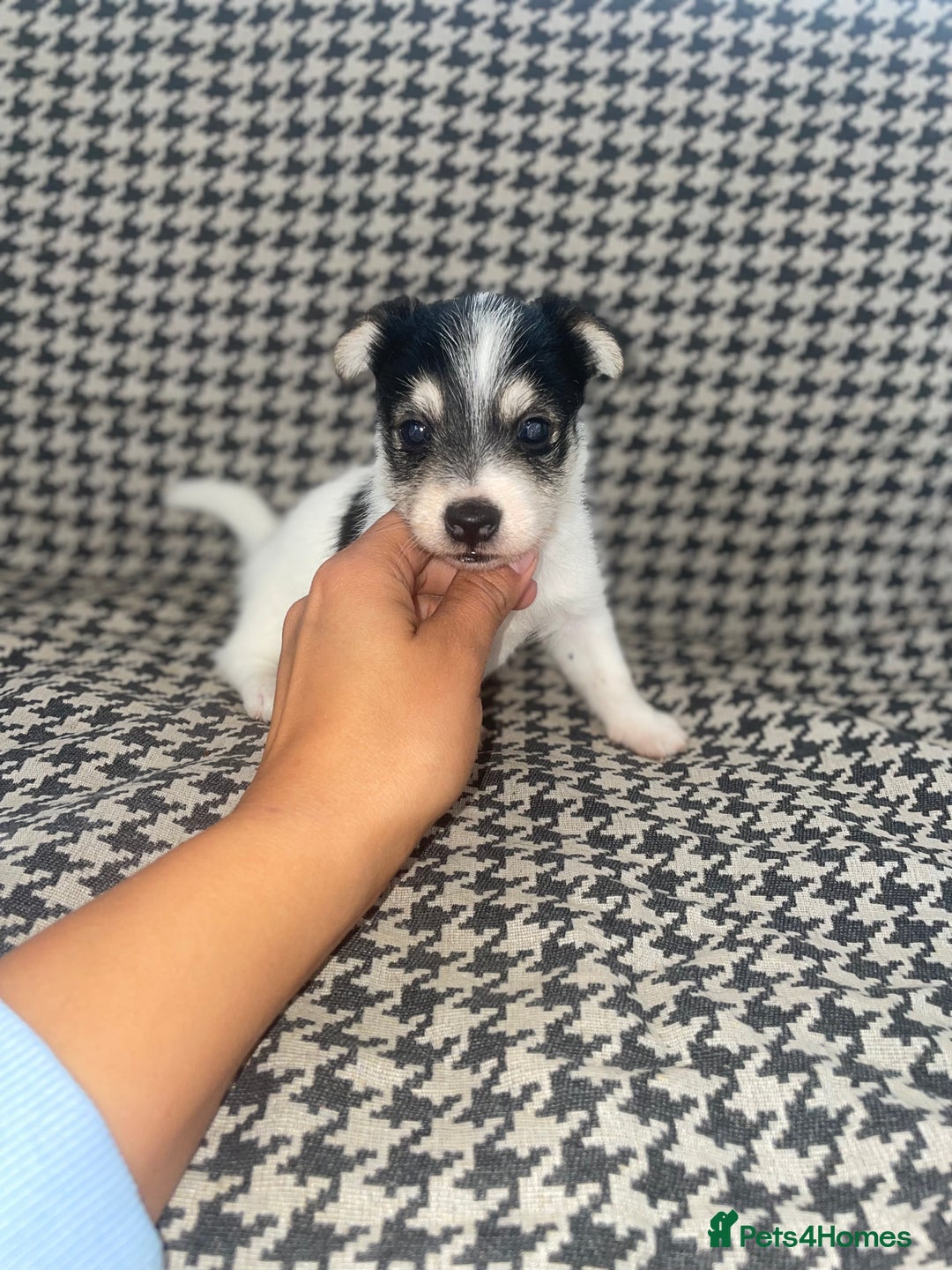 Jack Russell dogs for sale: Jack Russell girl puppy - Image 9