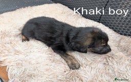 Mixed Breed dogs for sale: Golden Shepherd Puppies  - Image 13