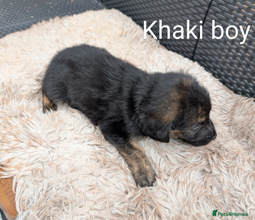 Mixed Breed dogs for sale: Golden Shepherd Puppies  - Image 13