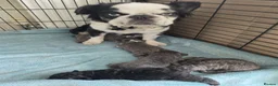 French Bulldog dogs for sale: Beautiful C2 Carrying Fluffy Frenchies - Advert 10