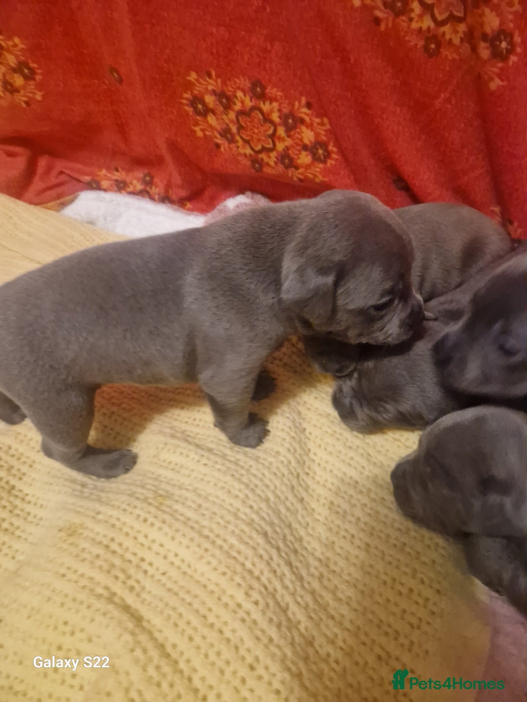 Staffordshire Bull Terrier dogs for sale: PIRO X PHARAON BLUE PUPS - Advert 12