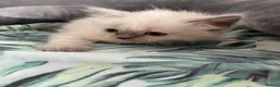 Ragdoll cats for sale: Ragdoll  - Advert 5