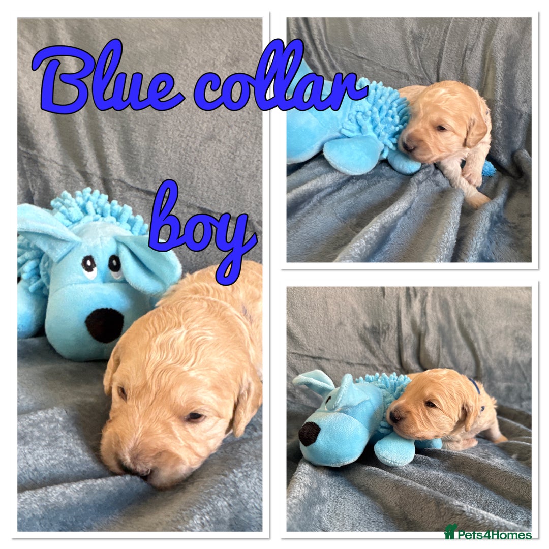 Mini Goldendoodle dogs for sale: Beautiful Family Raised F1 Mini Golden-doodles  - Image 28