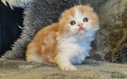 Scottish Fold cats for sale: Six little wonders looking for a new home - Image 6
