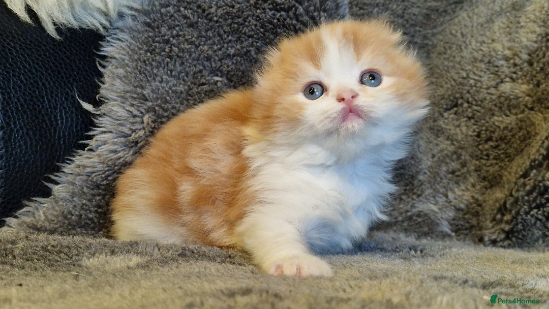 Scottish Fold cats for sale: Six little wonders looking for a new home - Image 6