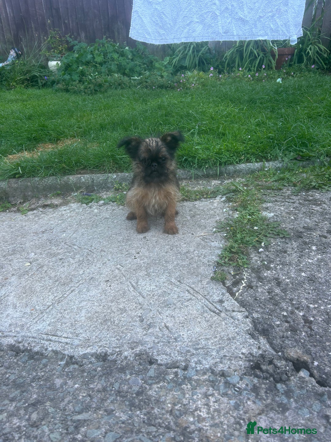 Griffon Bruxellois dogs for sale: Wolfy - Image 13