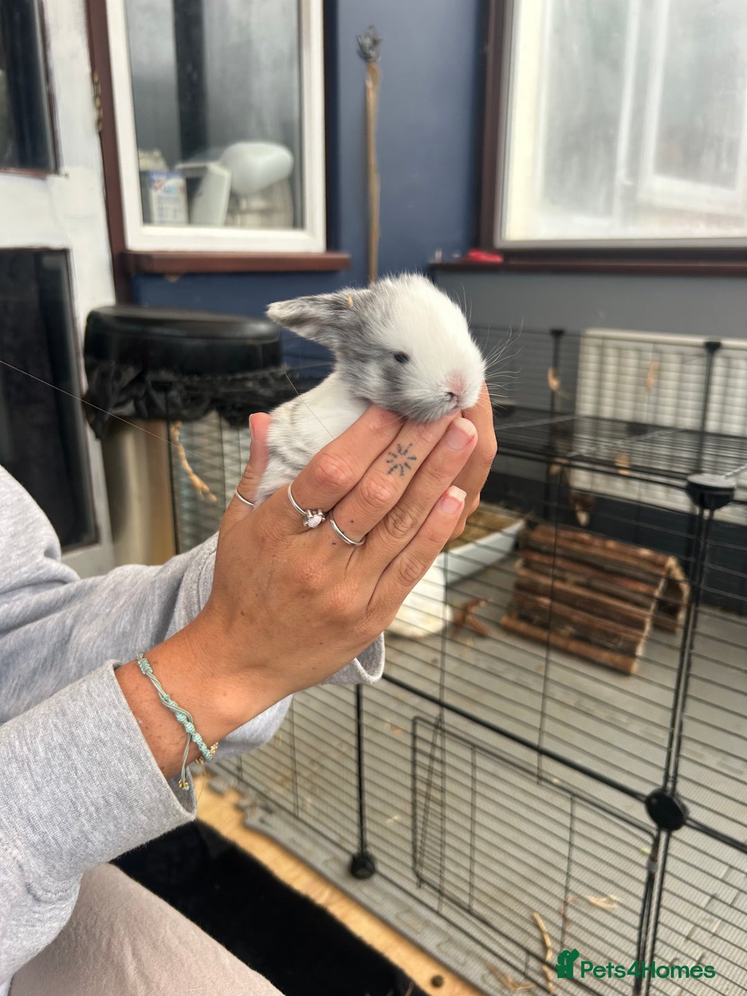 Mini Lop rabbits for sale: Mini lop babies  - Image 4
