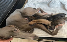Mixed Breed dogs for sale: Bedlington Whippet cross puppies - Image 14