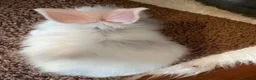 Lionhead rabbits for sale: Lionhead babies in Hereford - Advert 8