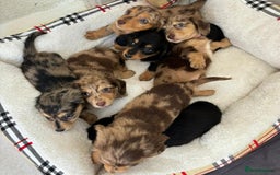 Dachshund dogs for sale: Dachshund long haired miniature - Image 15