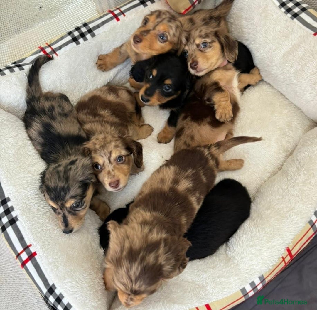 Dachshund dogs for sale: Dachshund long haired miniature - Image 15