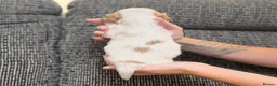Cocker Spaniel dogs for sale: Show cocker spaniel pups extensively health tested - Advert 3