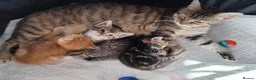 Mixed Breed cats for sale: 3 kittens looking for new home  - Advert 9