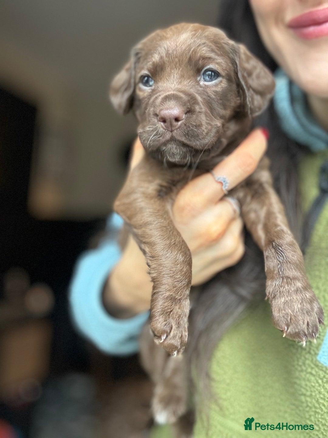 Mixed Breed dogs for sale: Spaniel cross staffy pups  - Advert 2