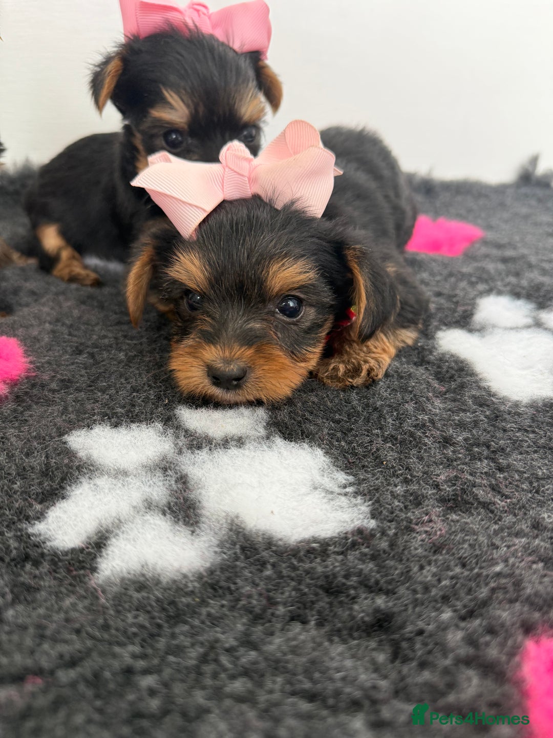 Yorkshire Terrier dogs for sale: Yorkshire Terrier Puppy 5 - 6 beautiful Yorkshire terriers  - Image 25