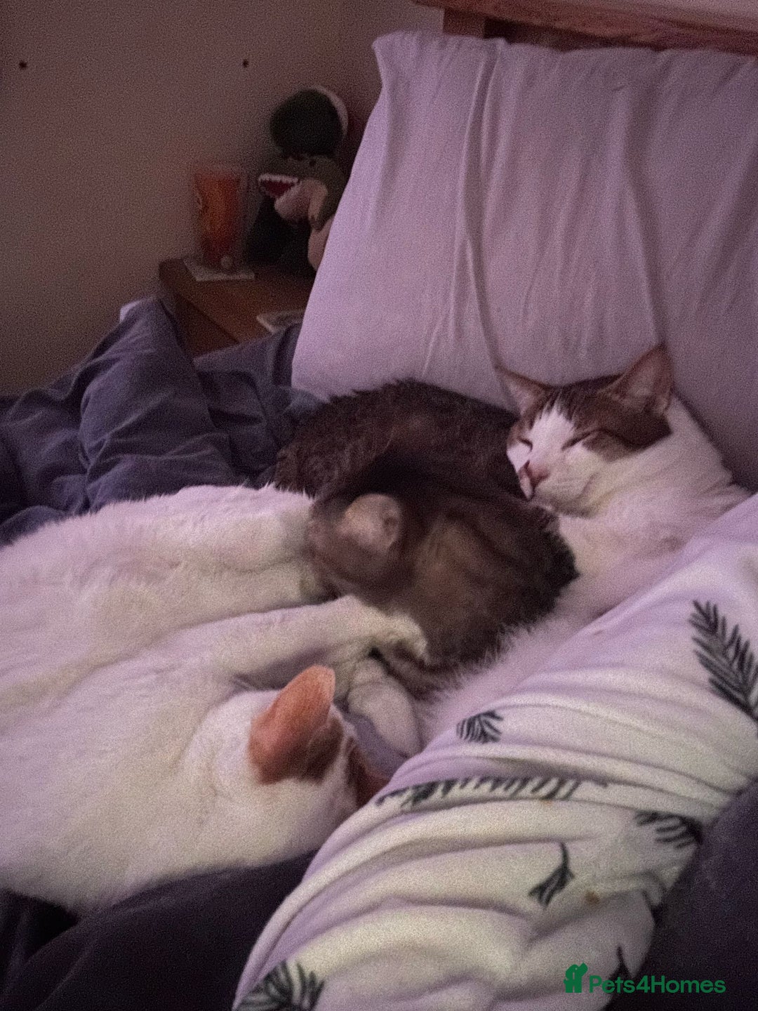 Mixed Breed cats for adoption: [Indoors only] Tom, Bryan, Ezzie: cuddliest boys - Image 21