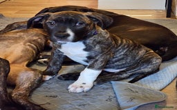 Presa Canario dogs for sale: Presa canario female puppy  - Image 2