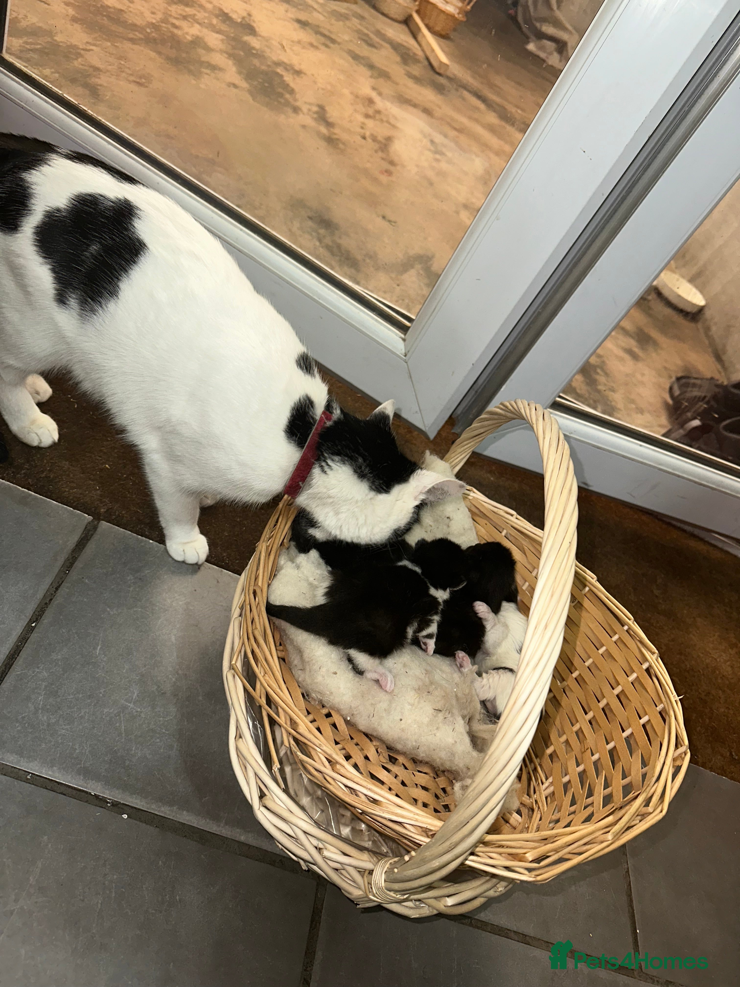 Mixed Breed cats female cat and 4x new born kittens for sale  - Advert 2
